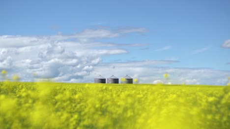 beautiful canola field with silos on the horizon in canada