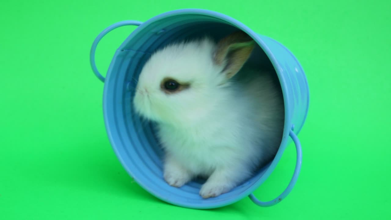 baby cute rabbit or new born adorable bunny on green screen  background.