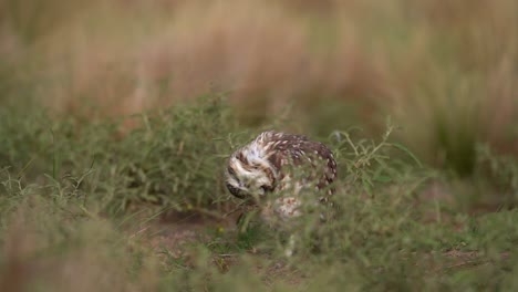 Sumérgete-En-El-Encantador-Mundo-De-La-Naturaleza-Mientras-La-Adorable-Lechuza-Se-Rasca-Delicadamente-La-Cabeza-En-Cámara-Lenta