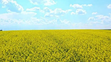 Volando-Sobre-La-Plantación-De-Canola-En-El-Cielo-Azul-Con-Fondo-De-Nubes