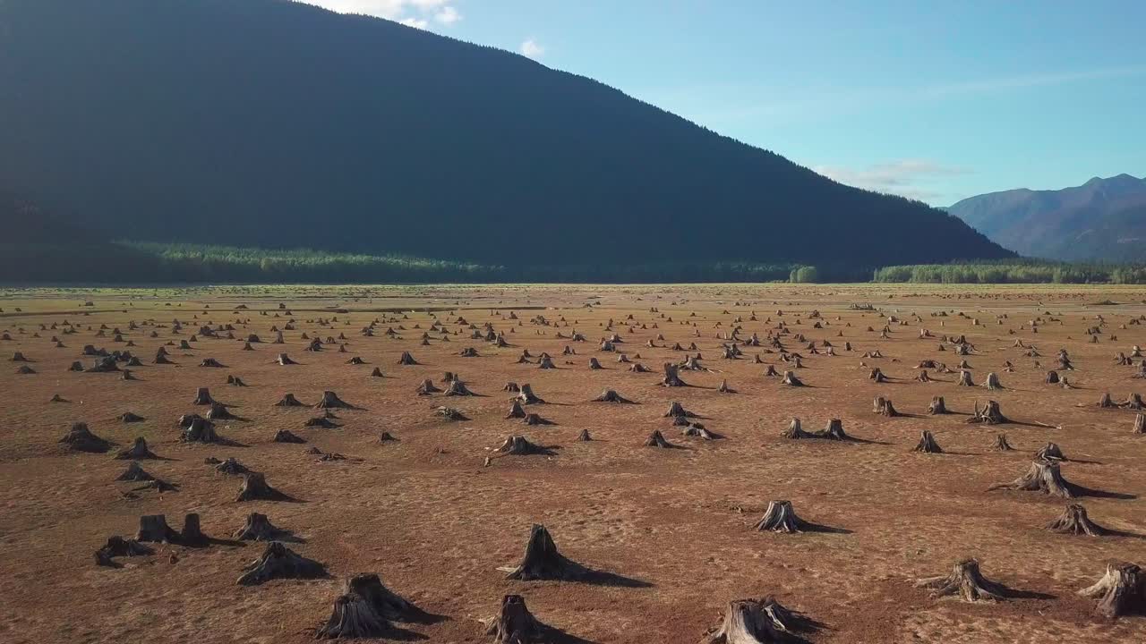 나무 그루터기로 가득 찬 마른 호수 위의 공중 비행