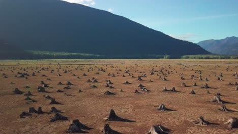 aerial flight over a dry lake bed full of tree stumps