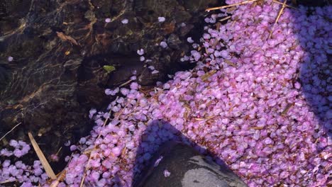 many fallen pink sakura petals in river next to stone