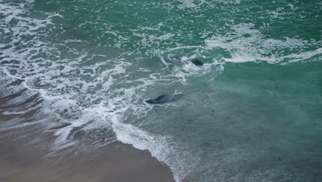 elephant seals interacting with one another in the ocean waves off the coast of california