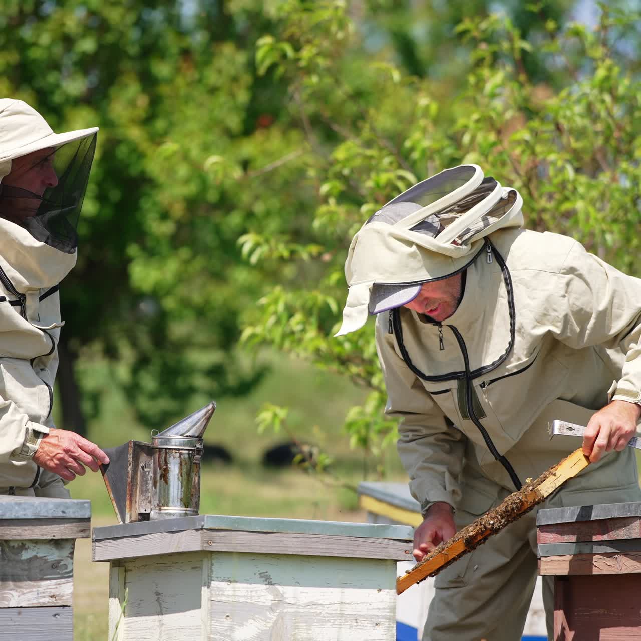 Two beekeepers in protective clothes and hats working at apiary. Younger man looks at frame covered with bees. Green trees backdrop