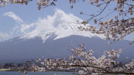 cherry blossoms fully blooming at lake kawaguchiko with mt. fuji in distance