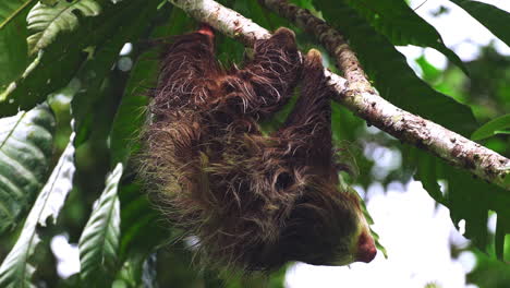 Hermoso-Retrato-De-Primer-Plano-De-Un-Bebé-Perezoso-En-Un-árbol-En-Costa-Rica-A-Plena-Luz-Del-Día