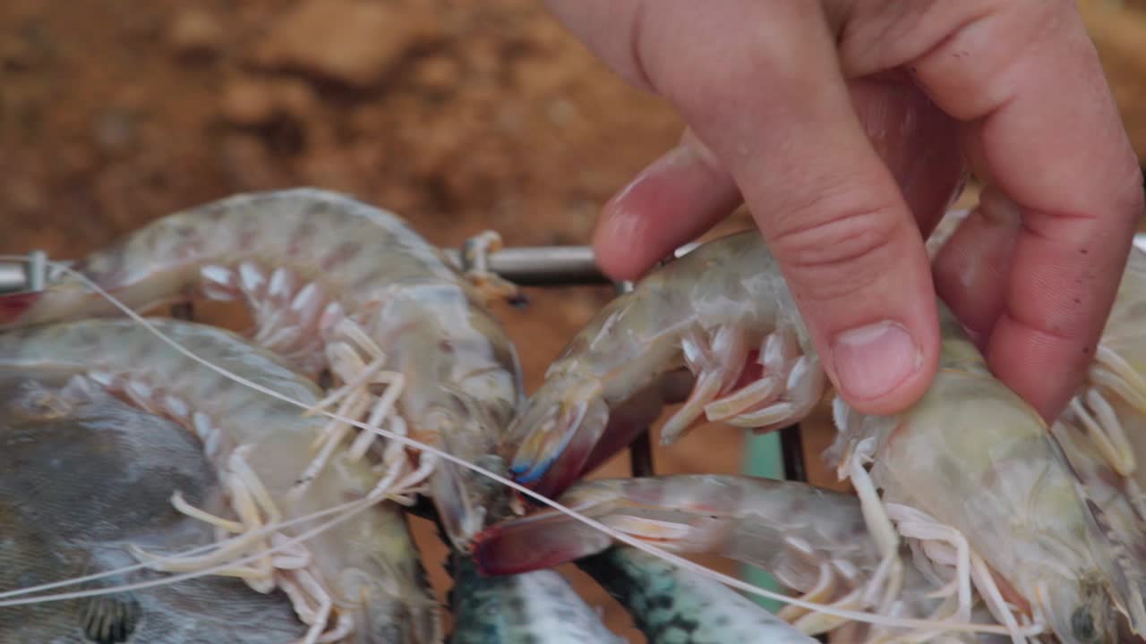 생 새우나 새우를 전통적인 임시 변통 스페인 그릴에 손으로 추가하고 닫습니다.