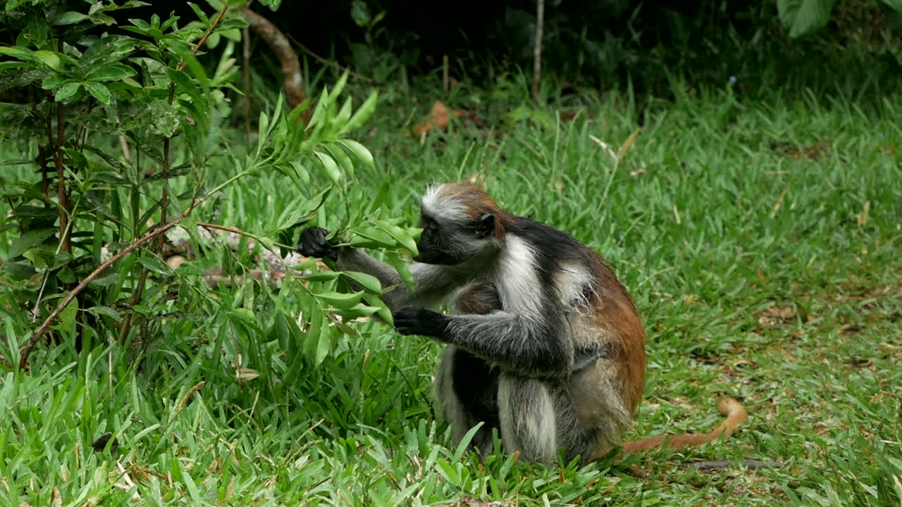 un mono come plantas en la jungla en zanzíbar, tanzania