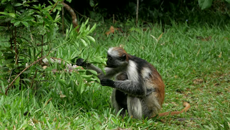 A-monkey-eats-plants-in-the-jungle-on-Zanzibar,-Tanzania