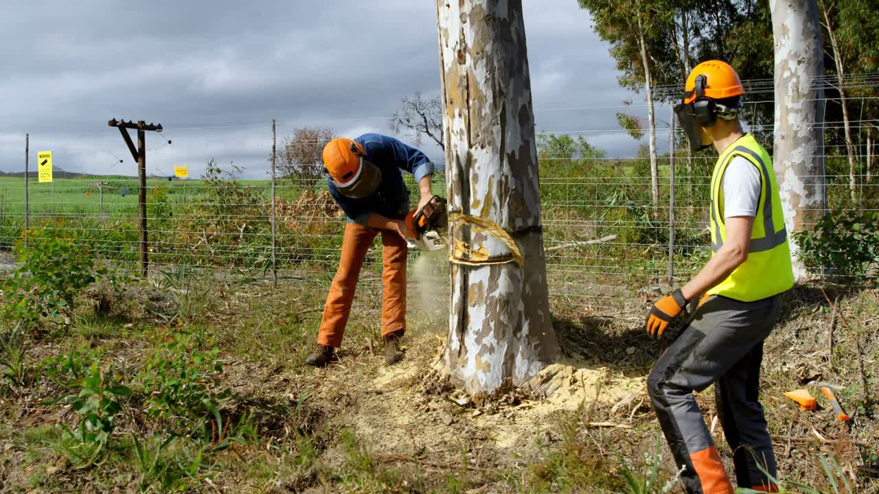 leñadores cortando árboles en el bosque 4k