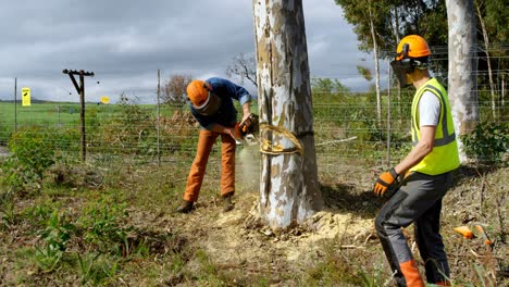Lumberjacks-cutting-down-tree-in-the-forest-4k