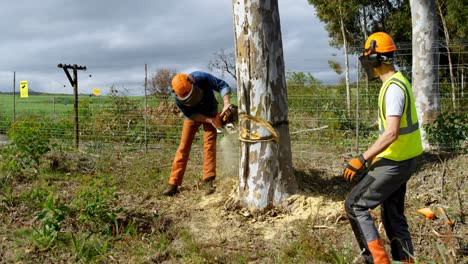 lumberjacks cutting down tree in the forest 4k