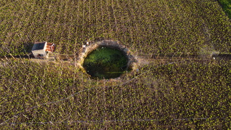 Toma-Aérea-De-Arriba-Hacia-Abajo-De-Un-Trabajador-En-Un-Campo-De-Viñedos-Rociando-Fertilizantes-Durante-La-Luz-Del-Sol---Vietnam,-Asia---Hombre-Rociando-Pesticidas-Tóxicos,-Pesticidas,-Insecticidas-En-El-Campo