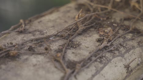 close up of dried creeper on the peeling wall