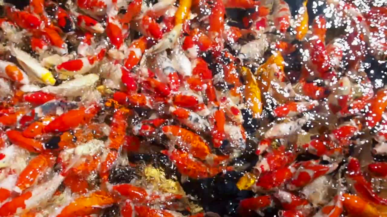 정원 연못에 있는 멋진 잉어들, 최고 전망