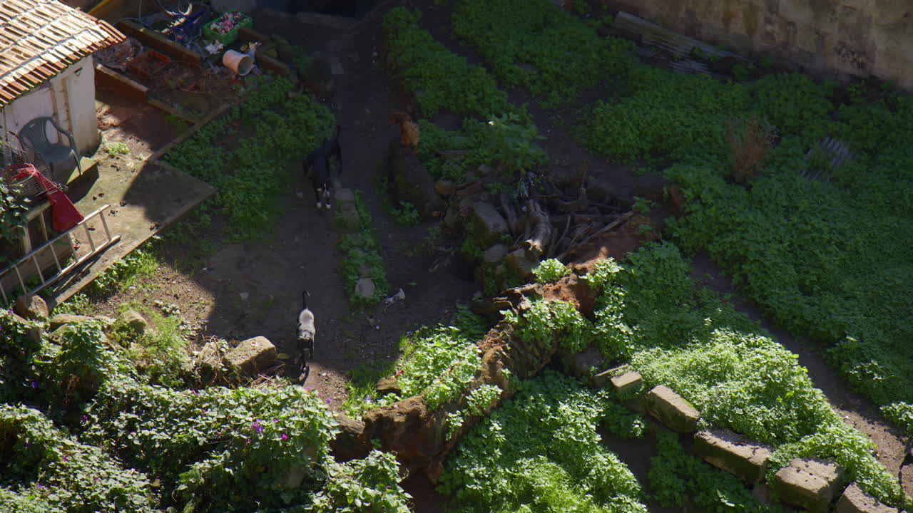 Domestic Dog Animals On Vegetated Old Building Ruins In The Old Porto, Portugal. Aerial Shot