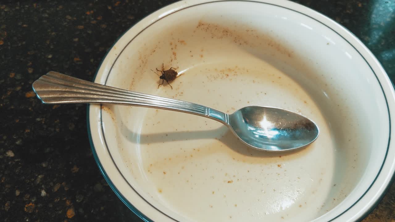 chinche apestosa arrastrándose en un plato sucio con una cuchara