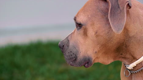 dog sniffing and looking around shot at 100fps 4k