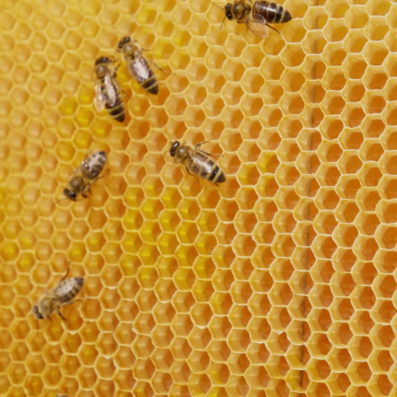Hard-working honey insects produce the cells for storing fresh honey. Bees make up honeycombs from a yellow wax sheet. Close up