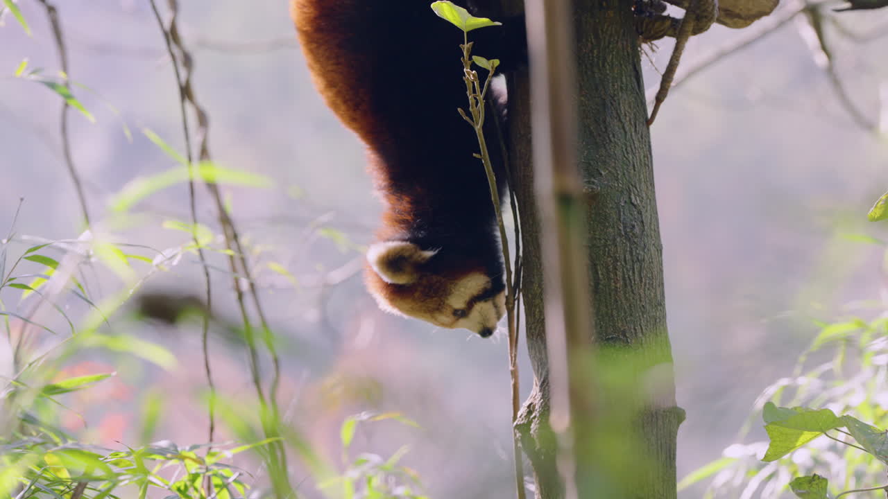 Panda červená slézá z kmene stromu v tropickém přírodním prostředí. Sledovací záběr
