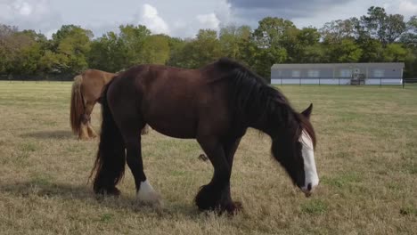 Caballos-Pastando-En-Un-Pasto