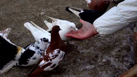 home beautiful pigeons walk the earth. people feeding pigeons grain. pigeons peck seeds even from people's hands. videography close-up.