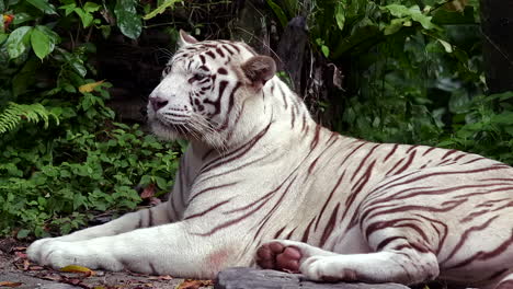especies en peligro de extinción tigre blanco relajante