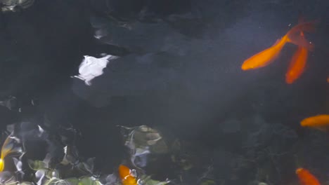 koi fish in the pool，koi in the pond,slow motion of goldfish swimming
