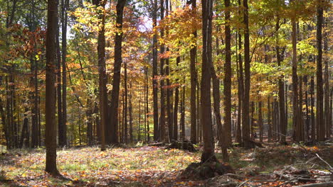 Las-Hojas-De-Otoño-Cayendo-En-Un-Hermoso-Día-De-Otoño-En-Cámara-Lenta