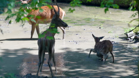 Joven-Ciervo-Recién-Nacido-Divirtiéndose-En-Un-Charco-Sucio-Con-La-Familia-Durante-El-Día-Soleado,-4k---Toma-En-Cámara-Lenta-De-Cervatillo-Revolcado-En-El-Pantano