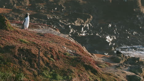 spotted yellow-eyed penguin resting on the rugged shore at katiki point lighthouse in moeraki, new zealand