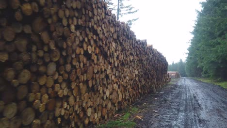 Vorbeifahren-An-Vielen-Im-Wald-Gefällten-Baumstämmen