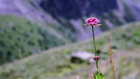 pink flower in mountain meadow