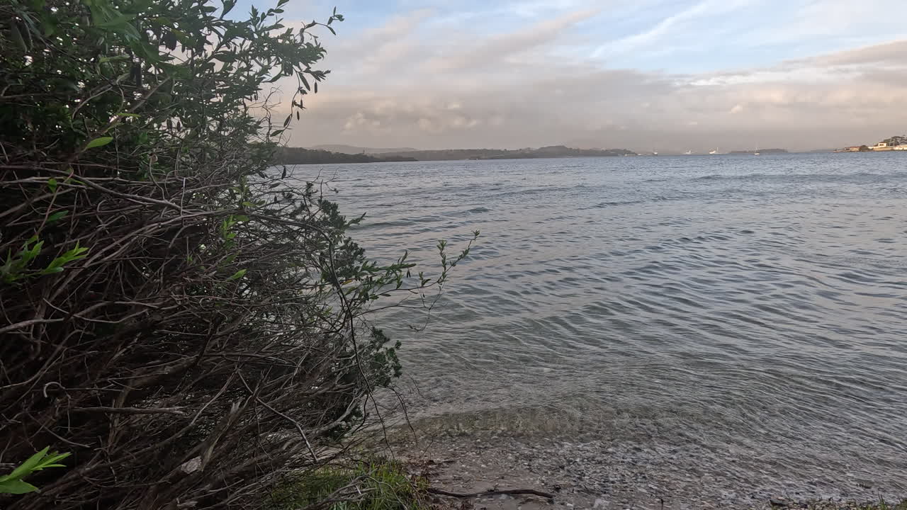 Il filmato mostra la vegetazione sulla spiaggia lungo la costa, mentre delle onde delicate lambiscono la riva. La camera cattura i dettagli ravvicinati di piante, acqua e increspature. Ripresa con slider