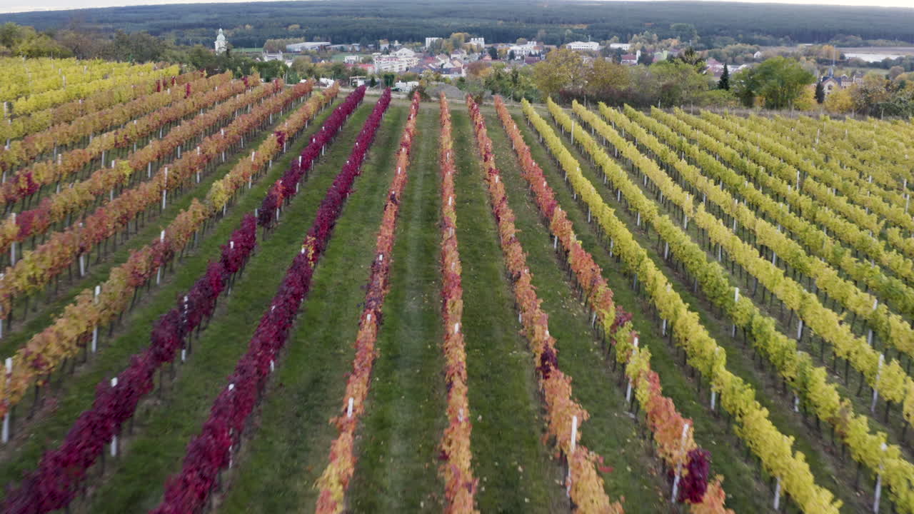 toma de drones de coloridos viñedos de vid en otoño, bodega checa