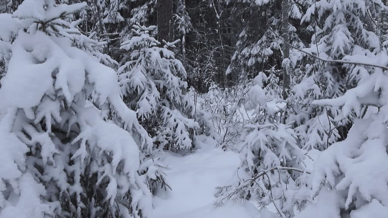 Footage rising up and revealing a winter forest area with white thick white fluffy snow covering small pine or spruce trees during a cloudy day. branches are heavy from the snow and are tilted down.