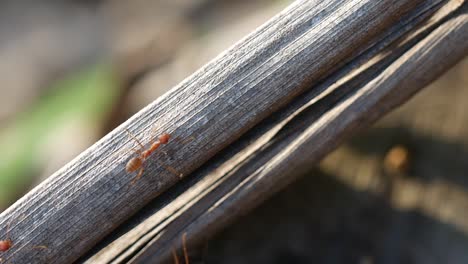 busy red ants walking on wood