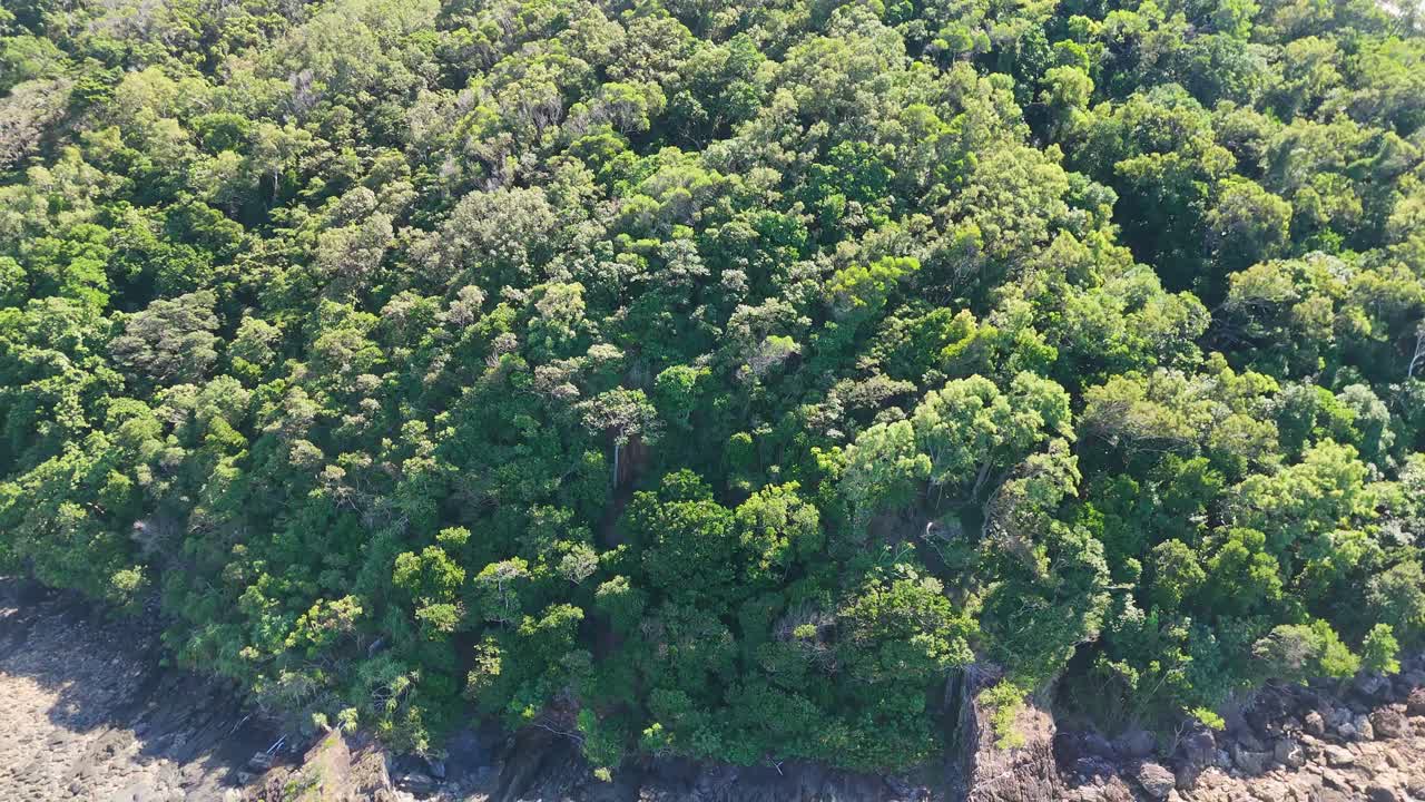 Aerial drone footage descends from dense Daintree Rainforest canopy to reveal a secluded, rocky tropical beach and turquoise water in bright daylight