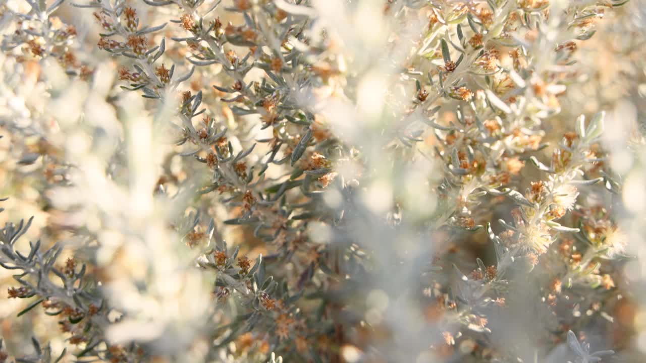 바람에 부드럽게 움직이는 관목