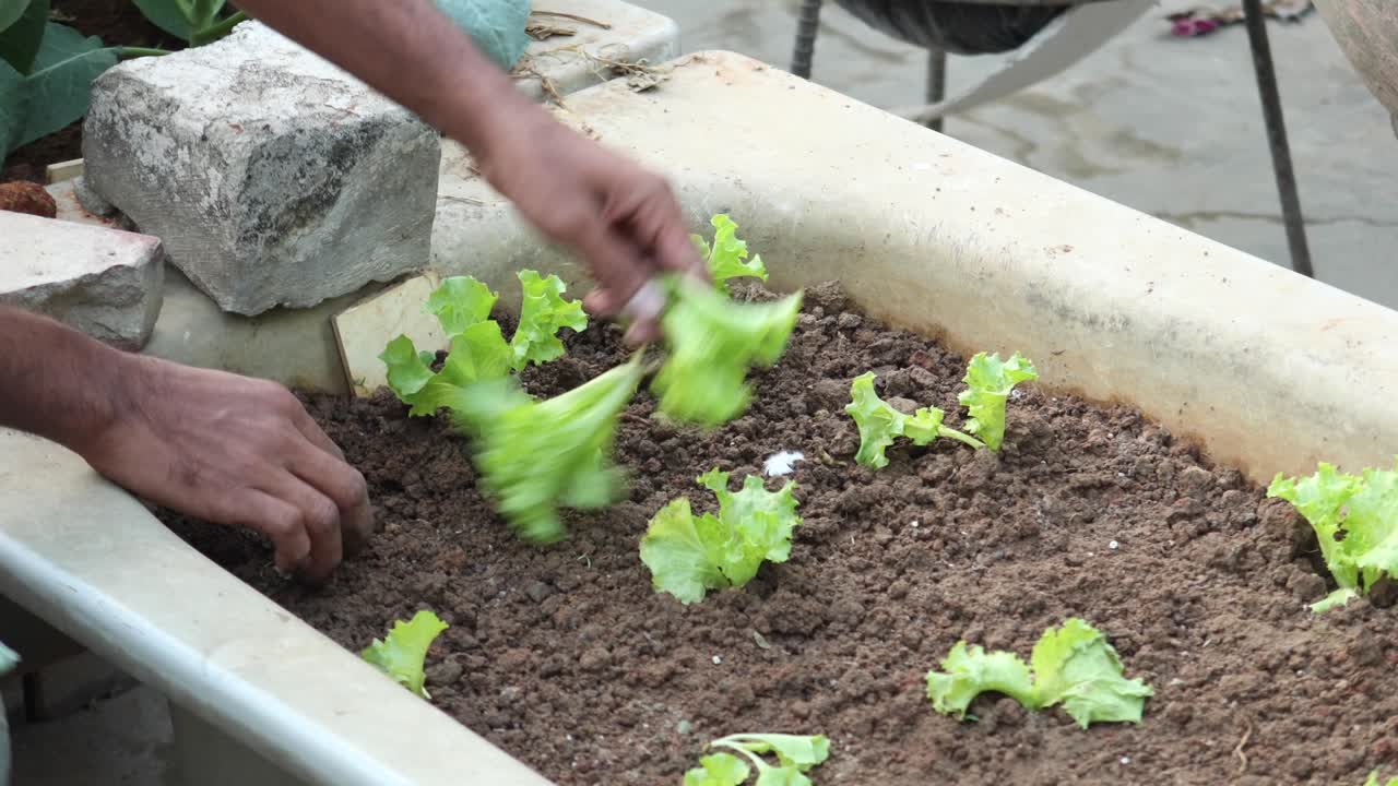 Planter une feuille de laitue dans un jardin