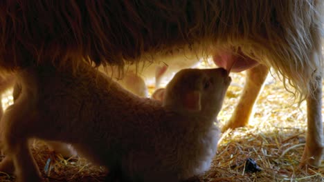 close up of sheep breastfeeding little lamb