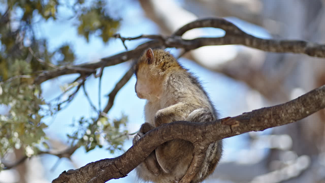 un mono se sienta en una rama en el bosque de azrou, marruecos, durante un día soleado