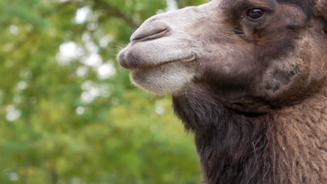 Brown-camel-chewing-in-slow-motion.-Close-up