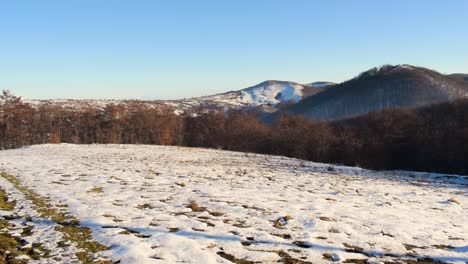 front moving footage to the forest in carpathians from romania in winter season