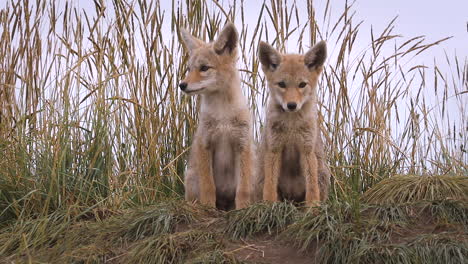 fluffy coyote pups at den, new born wild animals, yawning and waking up, pan left