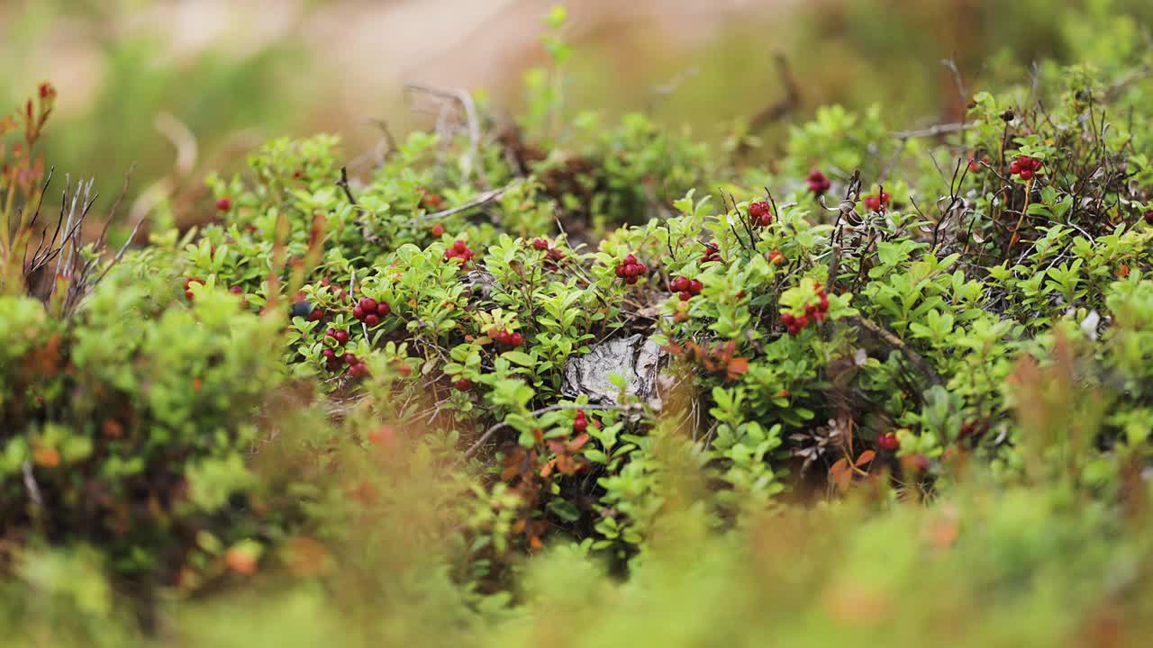 익은 은 열매로 장식 된 크랜베리 관목의 작은 가지는 가을 드라에서 바람에 부드럽게 흔들립니다.