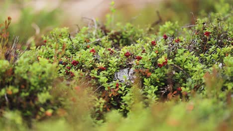 pequeñas ramas de arbustos de arándano adornadas con bayas rojas maduras se balancean suavemente en el viento en la tundra de otoño