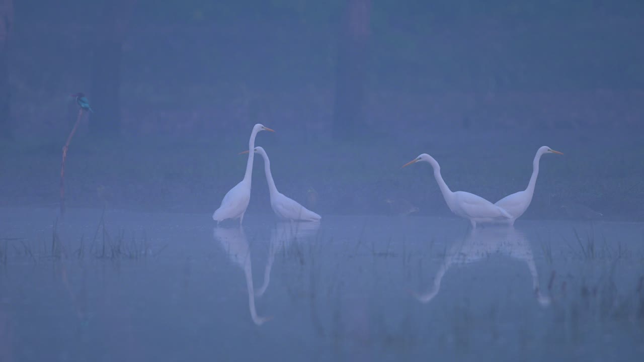 겨울의 안개가 가득한 아침의 새들