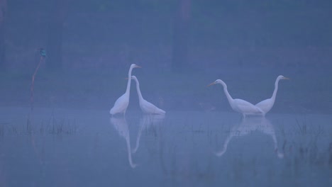 pájaros en la mañana brumosa del invierno